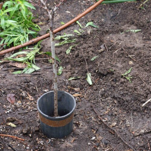 Bare-rooted trees and shrubs Planting bare-rooted trees